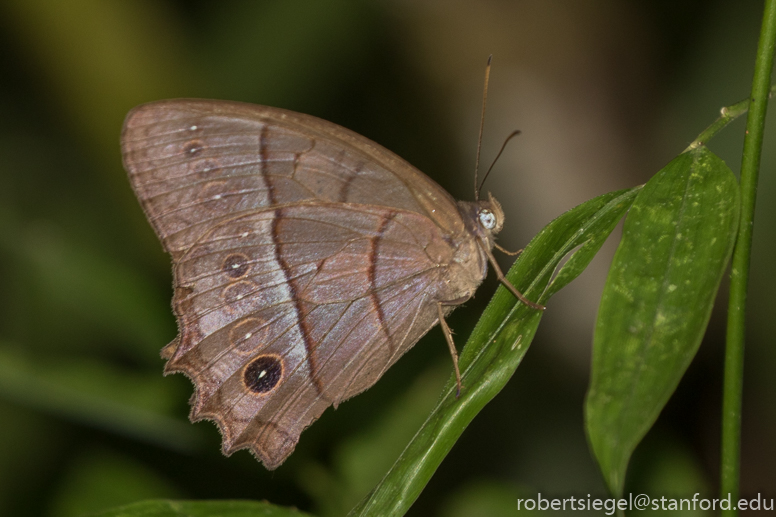 panama